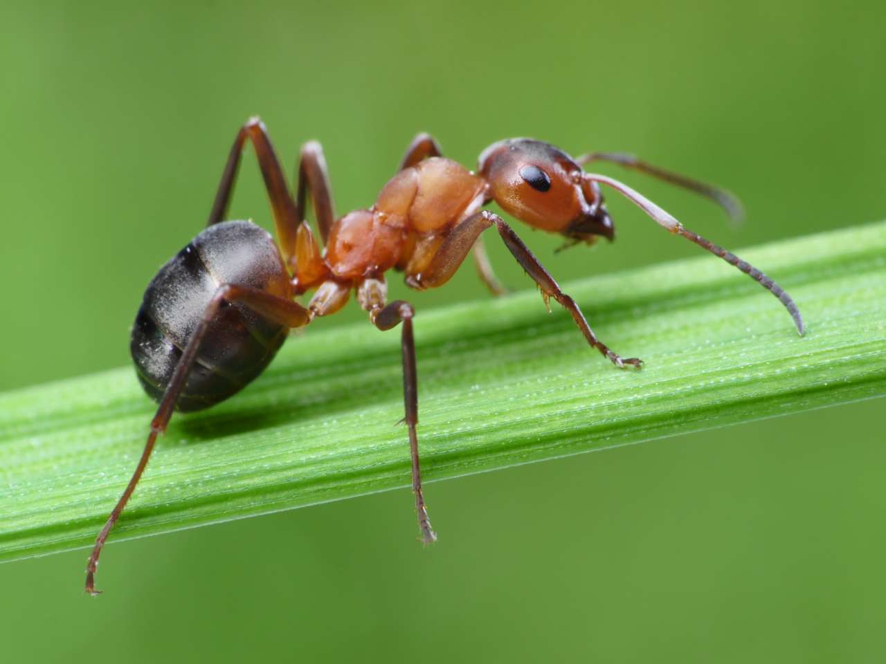 Що спільного між мурахами та Інтернетом?