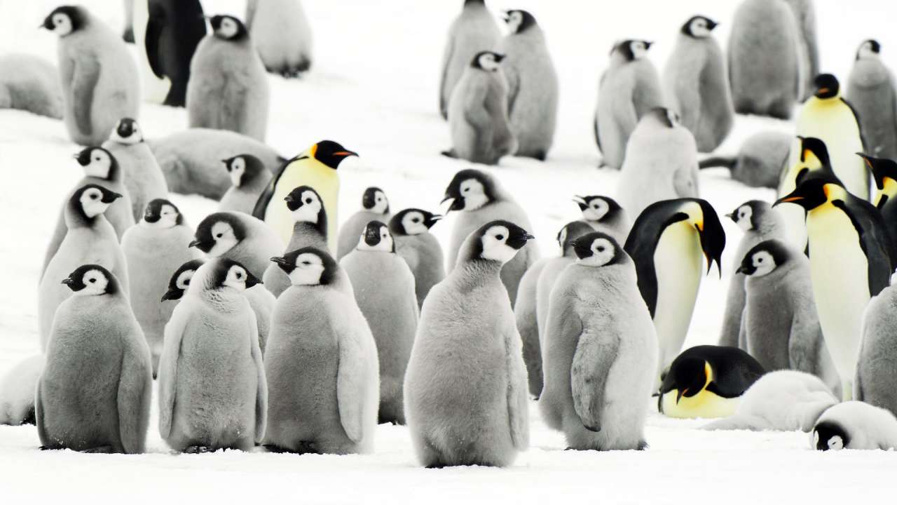 Що ми знаємо про пінгвінів?