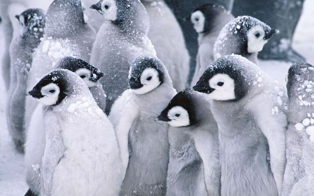Що ми знаємо про пінгвінів?
