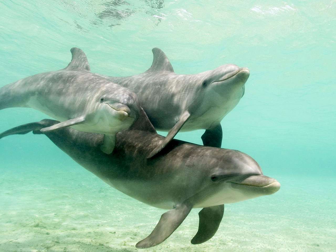 35 цікавих фактів про дельфінів