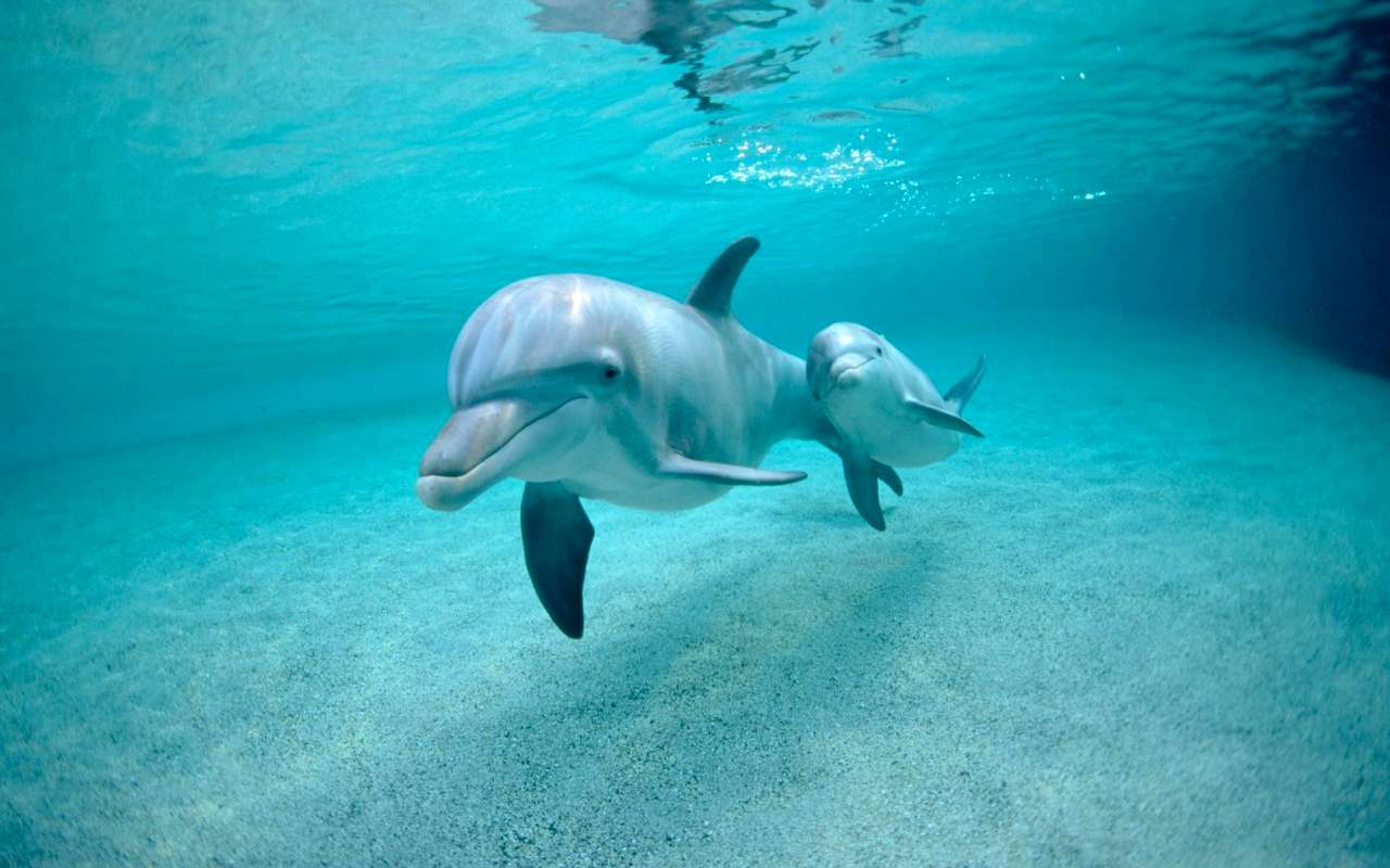 35 цікавих фактів про дельфінів