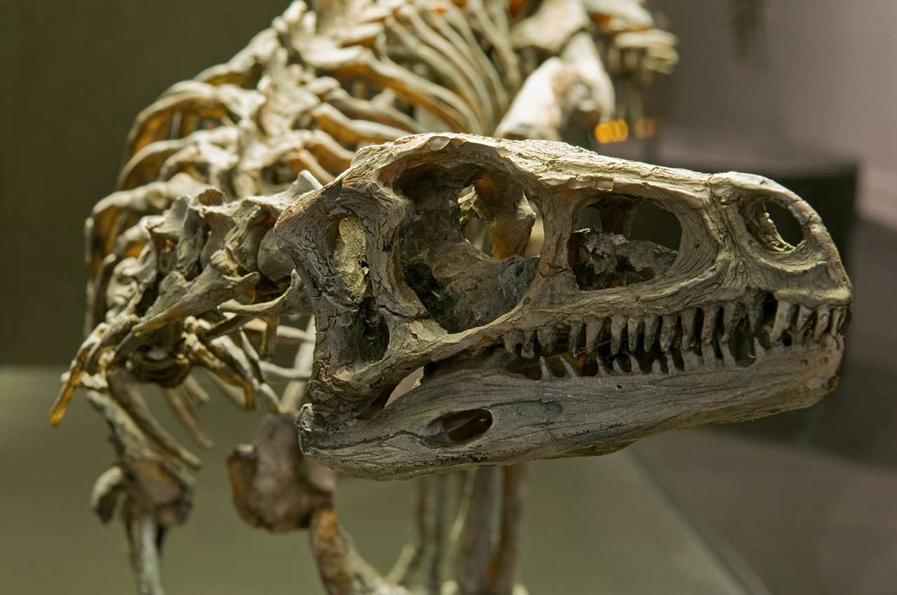 23 цікаві факти про динозаврів
