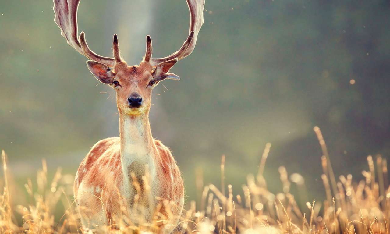 24 цікаві факти про оленів