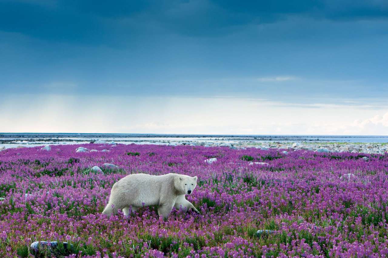 Що ми знаємо про Арктику?