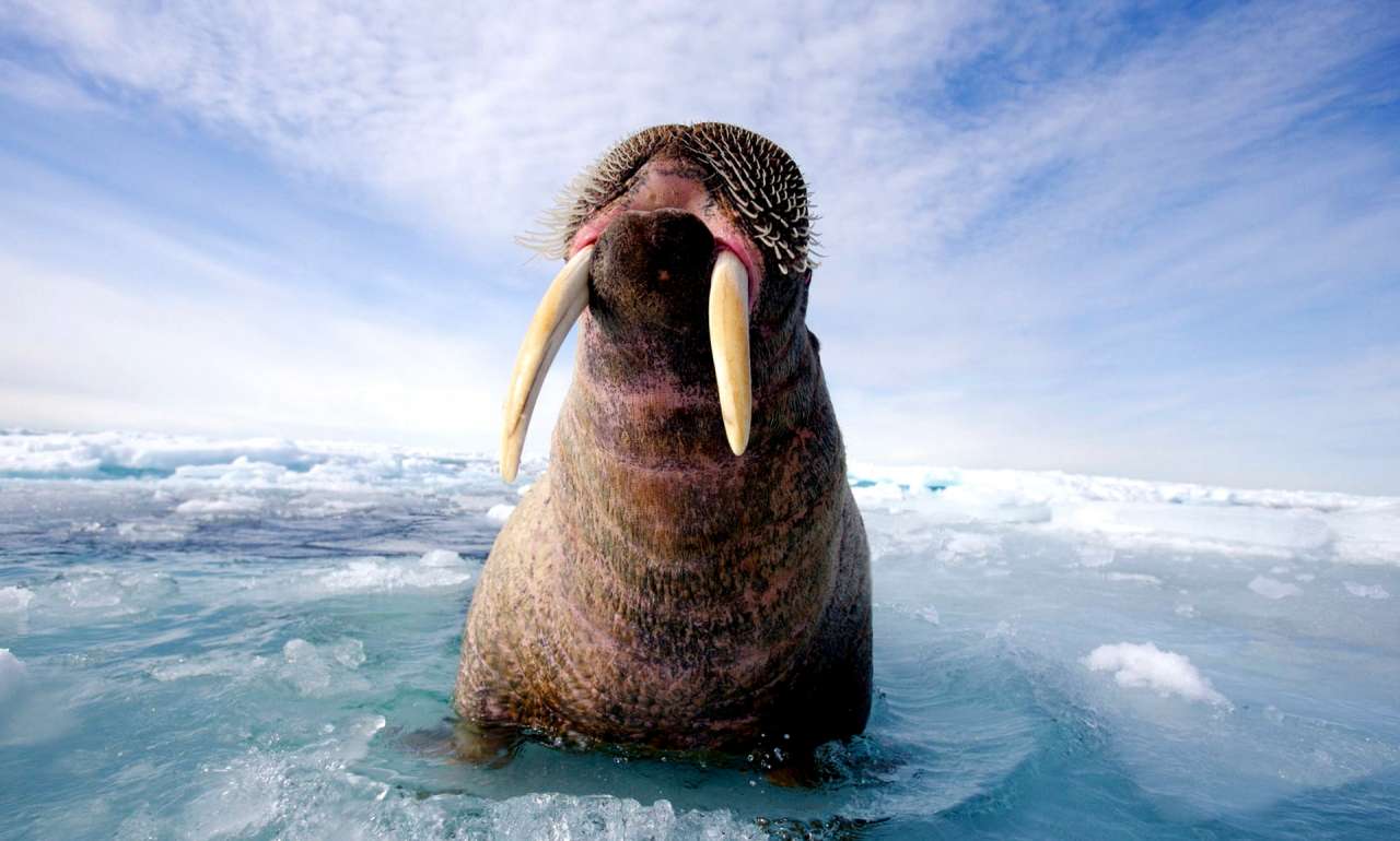 15 цікавих фактів про моржів