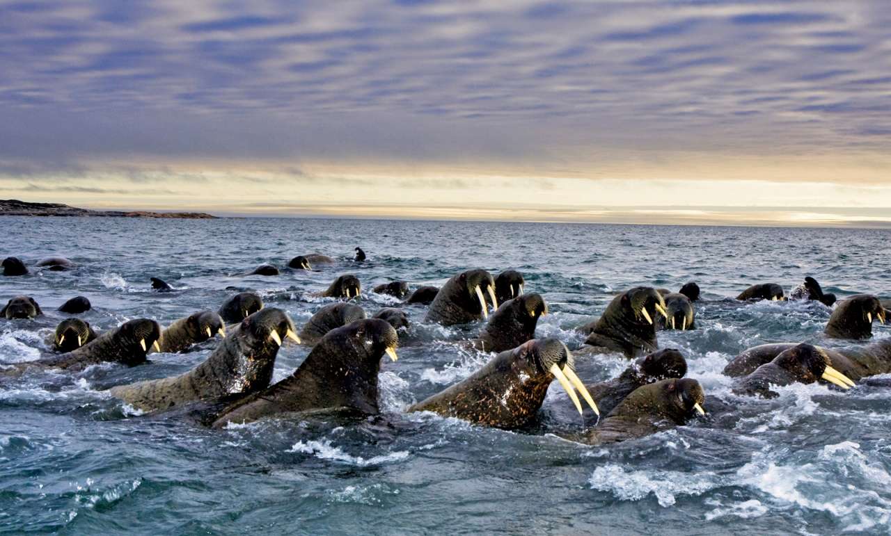 15 цікавих фактів про моржів