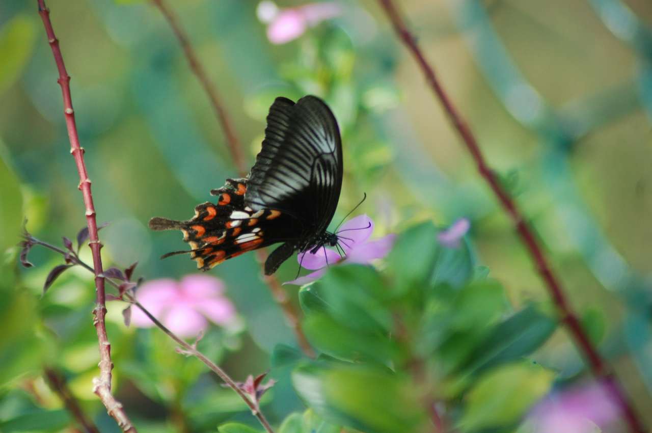 16 найгарніших метеликів у світі