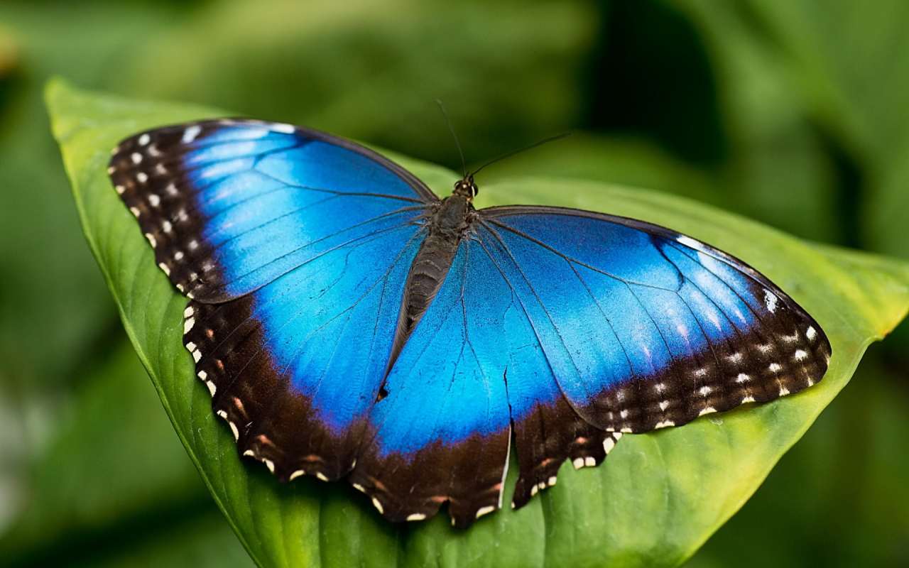 16 найгарніших метеликів у світі