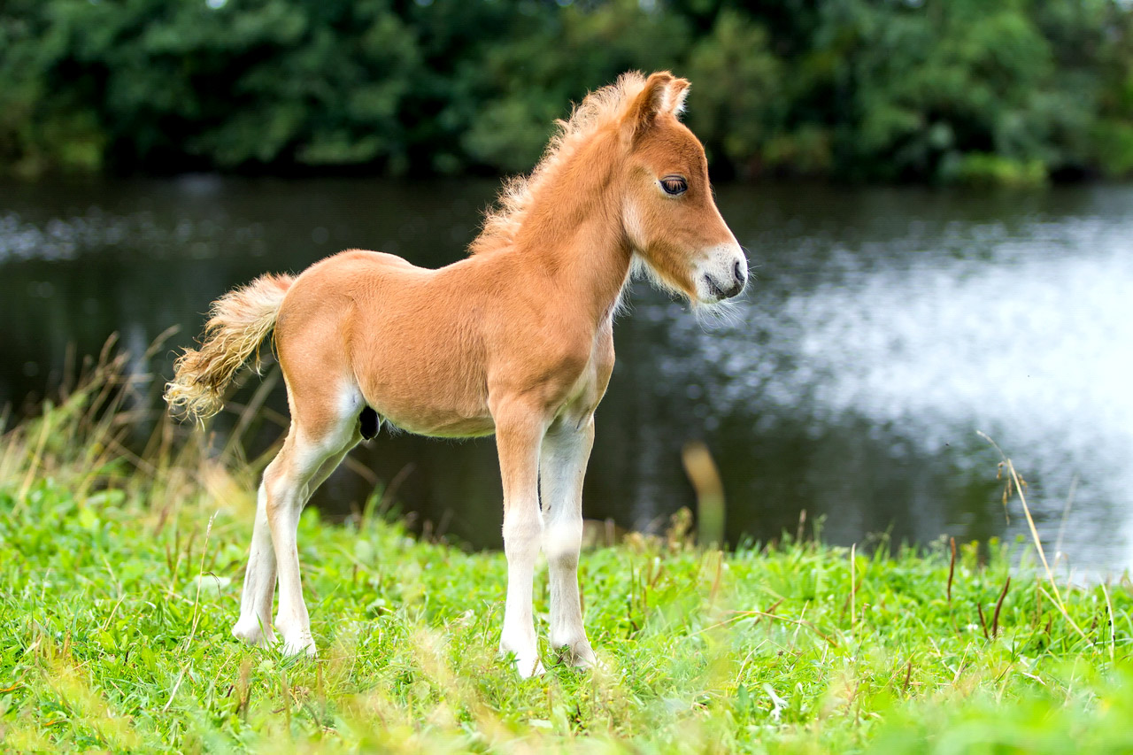 Найменші породи коней