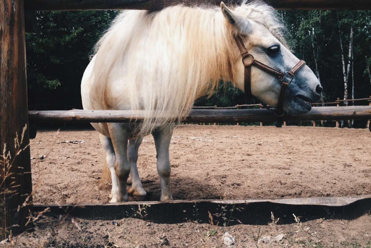 Найменші породи коней
