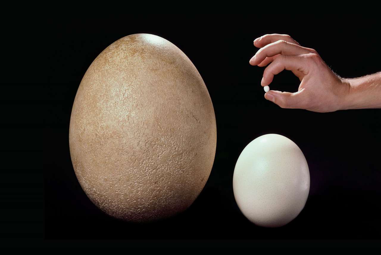 Найменше пташине яйце