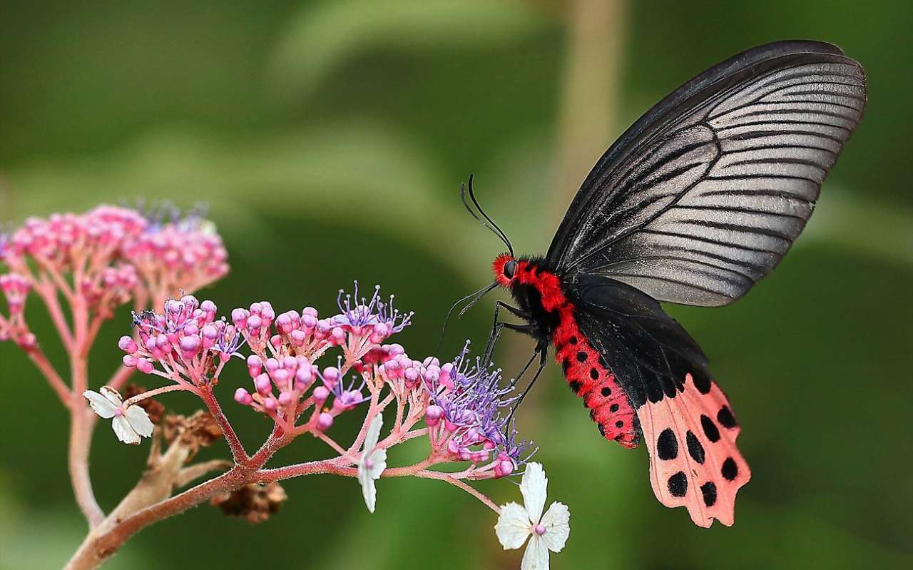 Що символізує метелик?