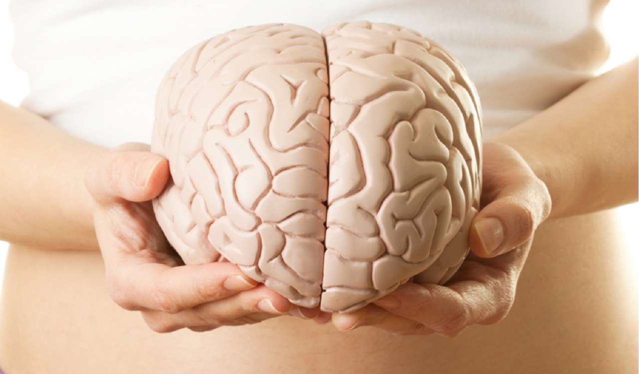 Чому мозок складається з двох половинок?